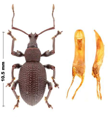 Réf. 352 821 : Otiorhynchus graecus graecus